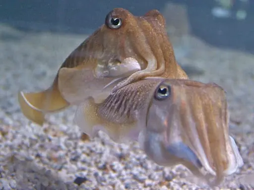 Cuttlefish