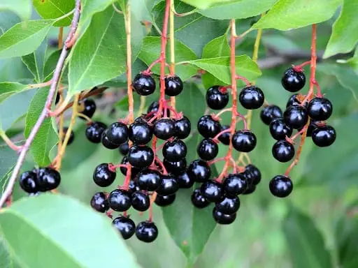 Bird cherry