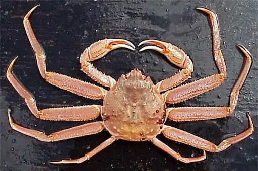 Crab