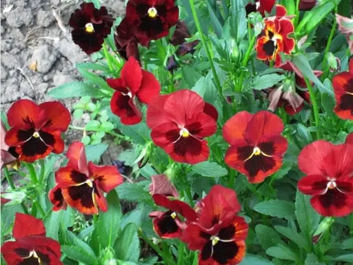 Pansies