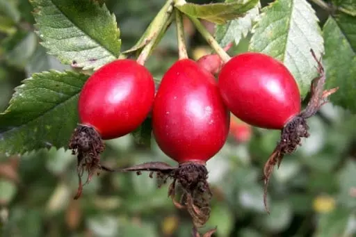 Rosehip