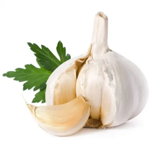 Garlic