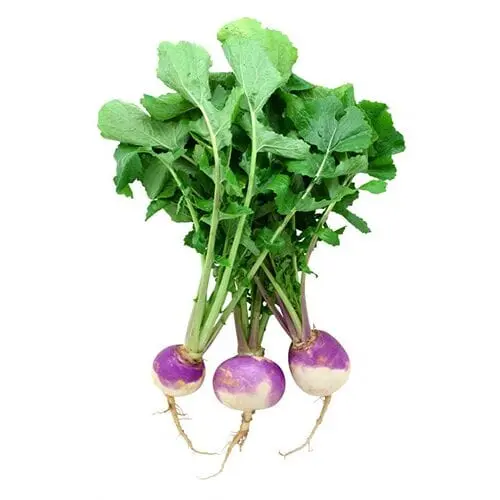 Rutabaga