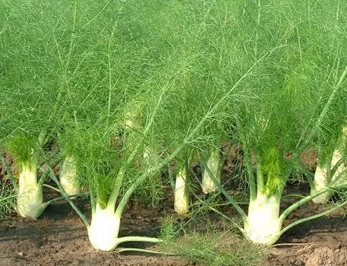 Fennel