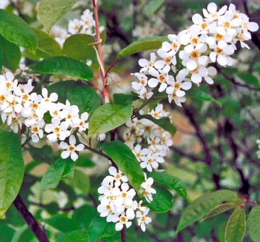 Bird cherry