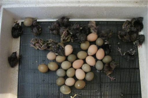 eggs and little pheasants