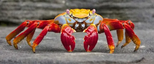 Crab