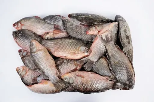 Crucian carp