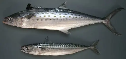 Mackerel