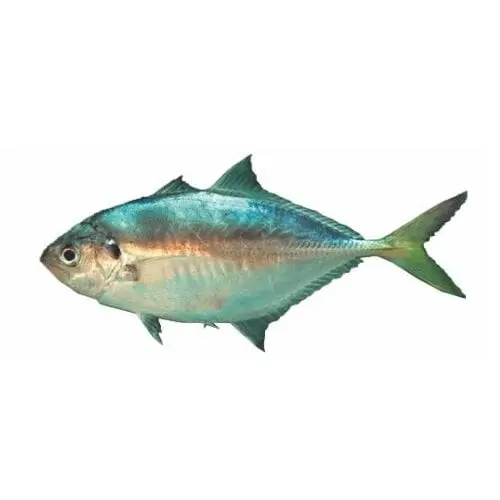 Horse mackerel