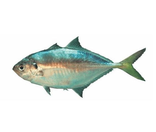 Horse mackerel