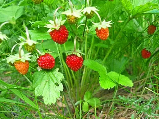 Wild Strawberry