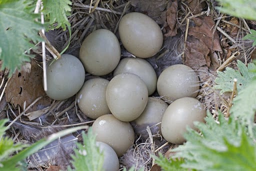 present eggs in nature