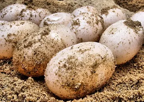 Turtle eggs