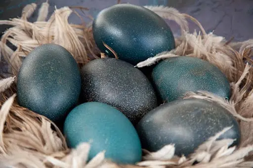 Emu eggs