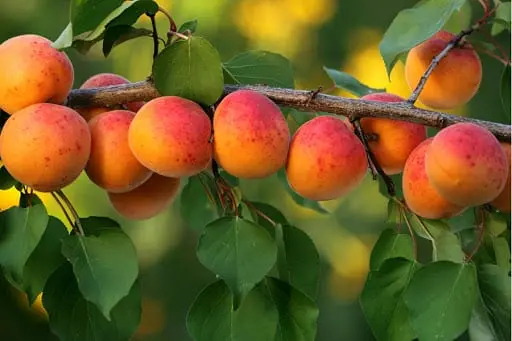 Apricot