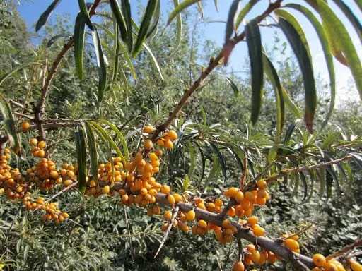 Sea buckthorn