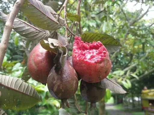 Guava