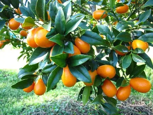 Kumquat