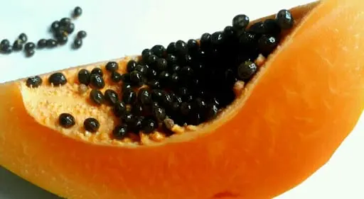 Papaya