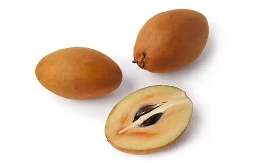 Sapodilla