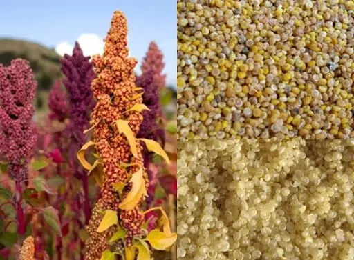 Quinoa