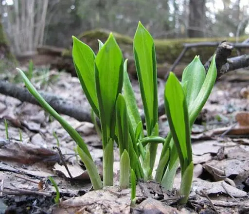 Wild garlic (Ramson)