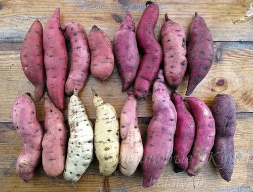 Sweet potato. What is sweet potato and how to cook it