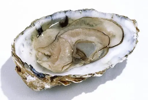 Oyster &#8211; the calorie content and chemical composition