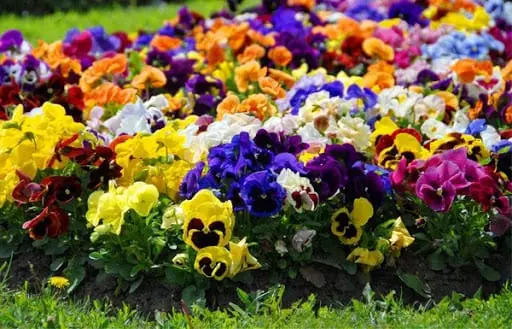 Pansies