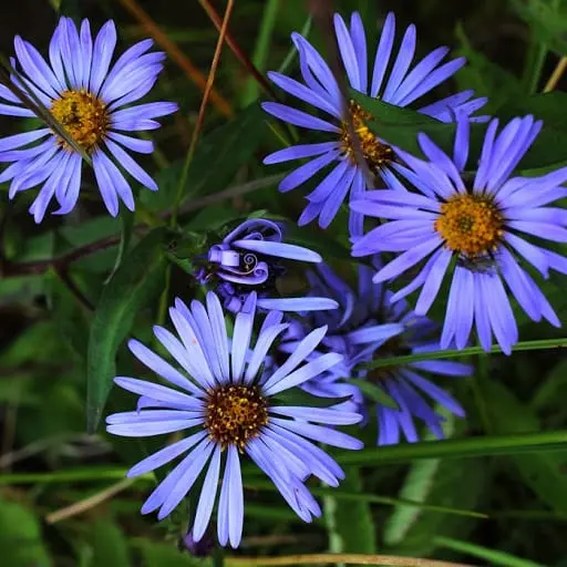 Aster