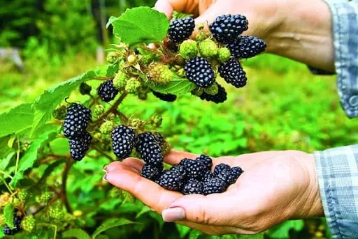 Blackberries