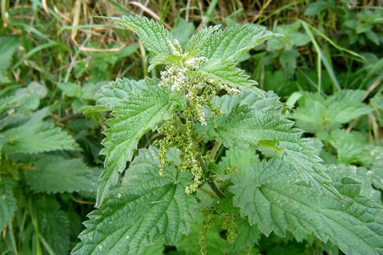 Nettle