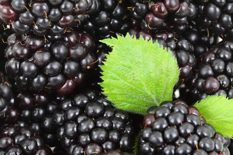 Blackberries