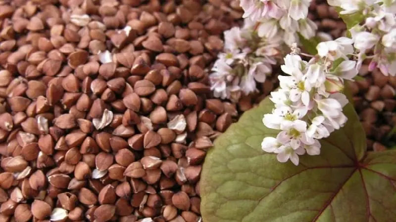 Buckwheat