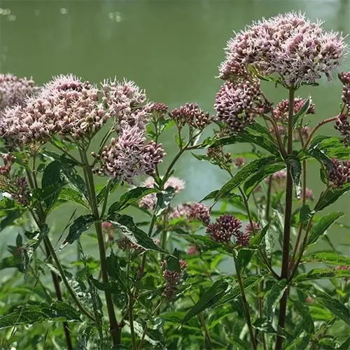 Valerian