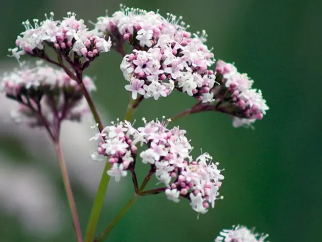 Valerian