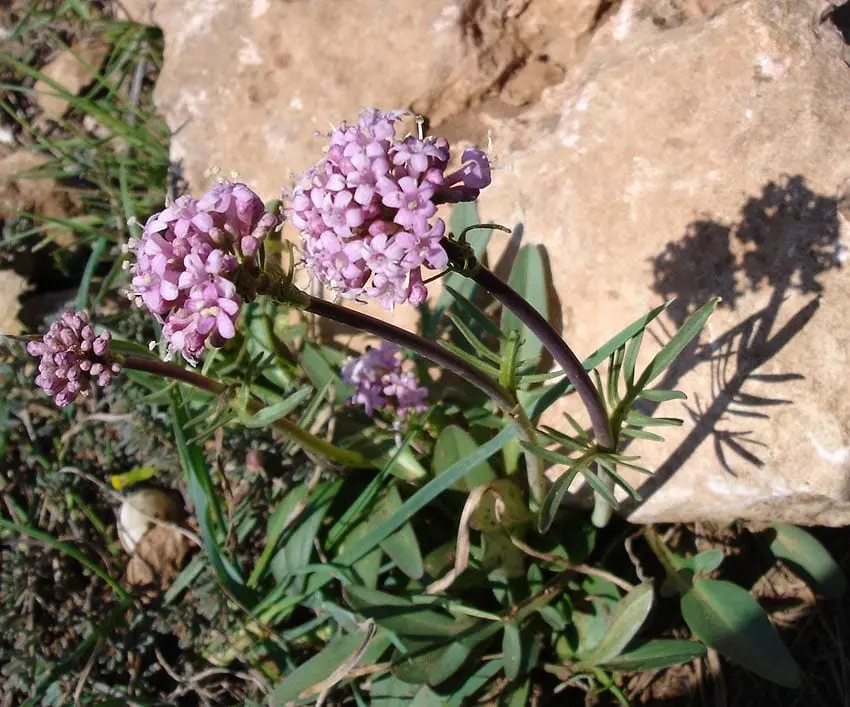 Valerian