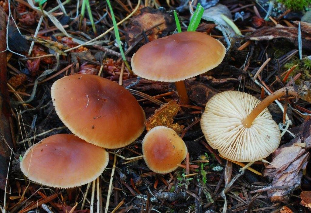 Honey mushroom