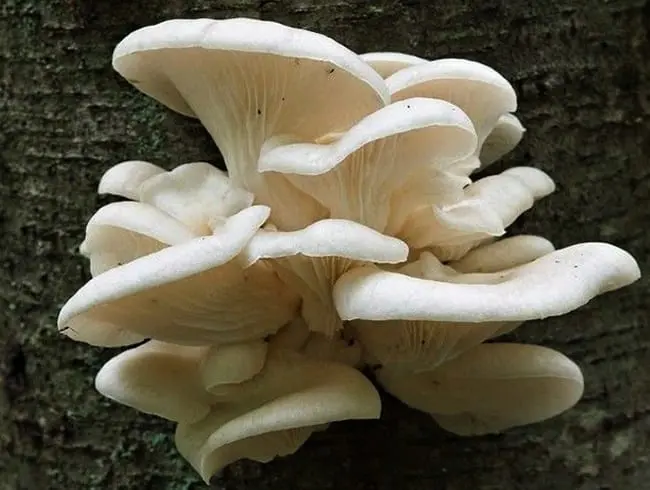 Oyster mushroom