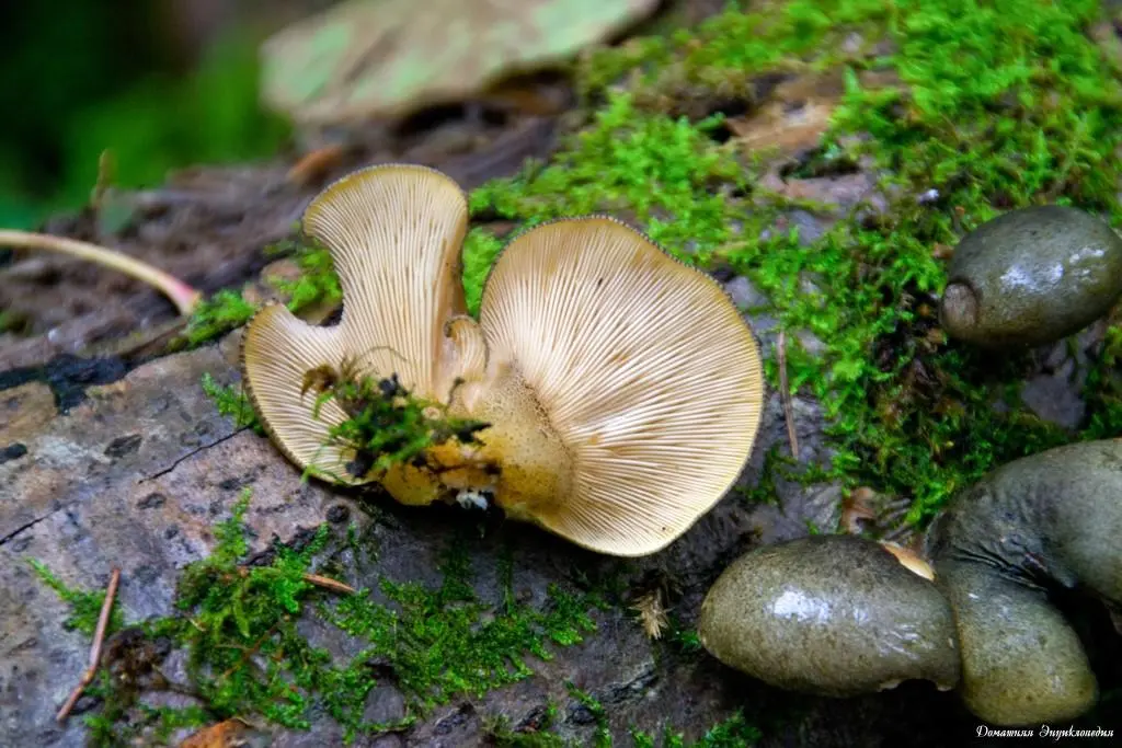 Oyster mushroom