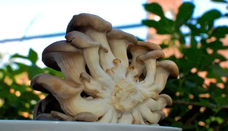 Oyster mushroom