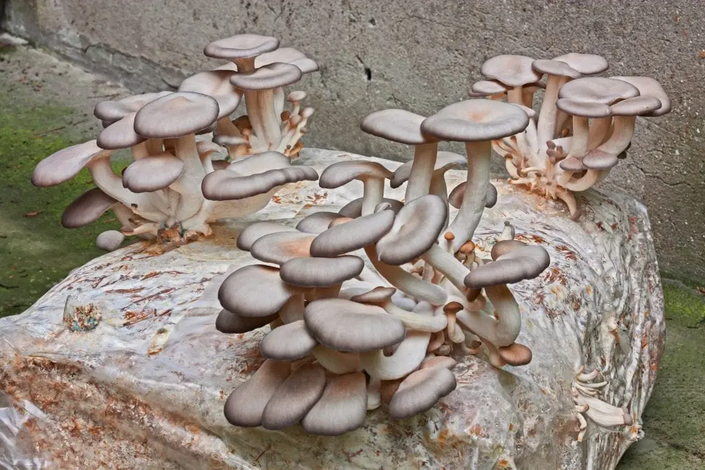 Oyster mushroom