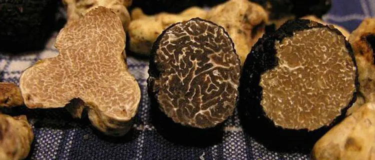 Truffle