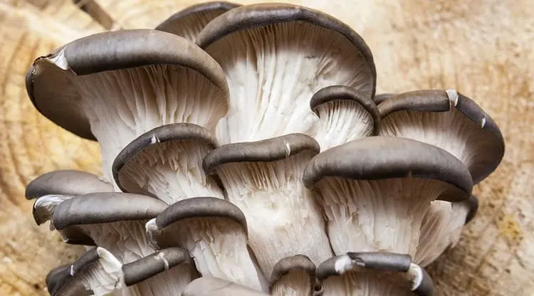 Oyster mushroom