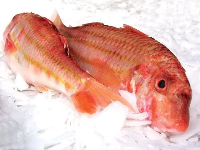 Red mullet