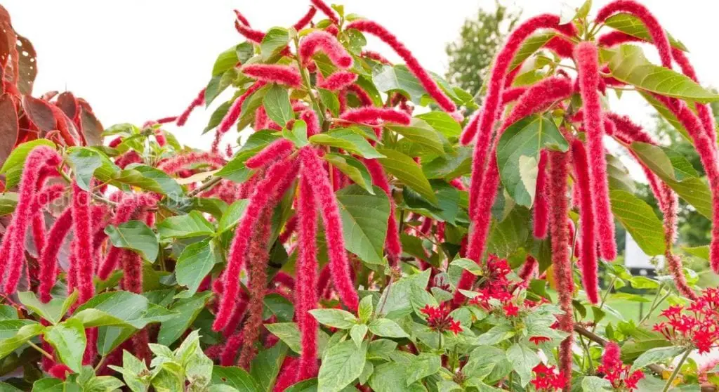 Amaranth