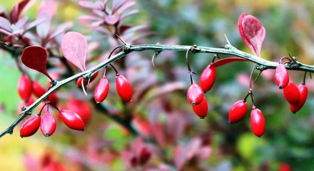 Barberry