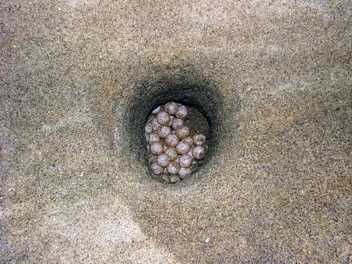 Turtle eggs