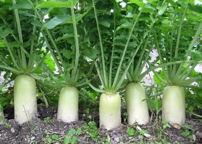 Japanese daikon radish